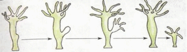 02008svr-e898-383x108.png