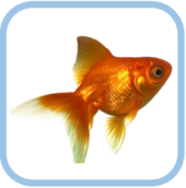 0200900u-fed5-170x172.png