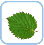 0200906l-8fd7-170x172.png