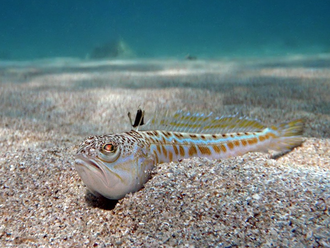 020092v4-d544-330x248.png