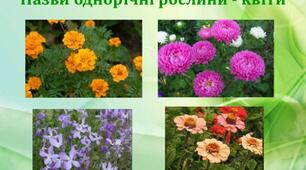 Однорічні квітково-декоративні рослини (методичні рекомендації)