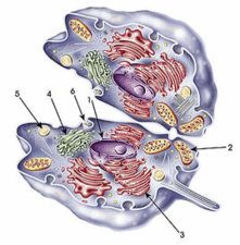 020094pg-19e2-221x225.png