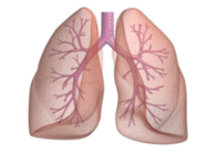 020096he-6ea5-196x137.png