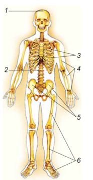 020096qm-5351-228x438.png