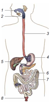 020096sz-ab4e-187x365.png