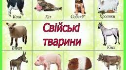 Свійські тварини