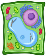02009b5g-7dee-162x198.png