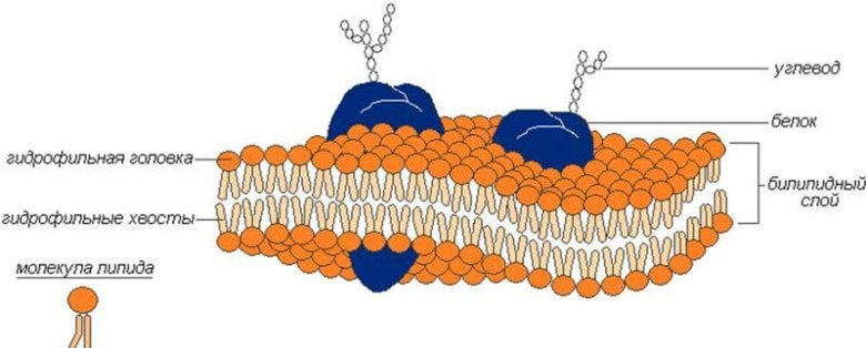 Мембрана клетки фото