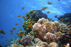 02009i02-0c42-245x163.png