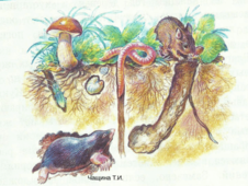 02009i05-2764-226x170.png