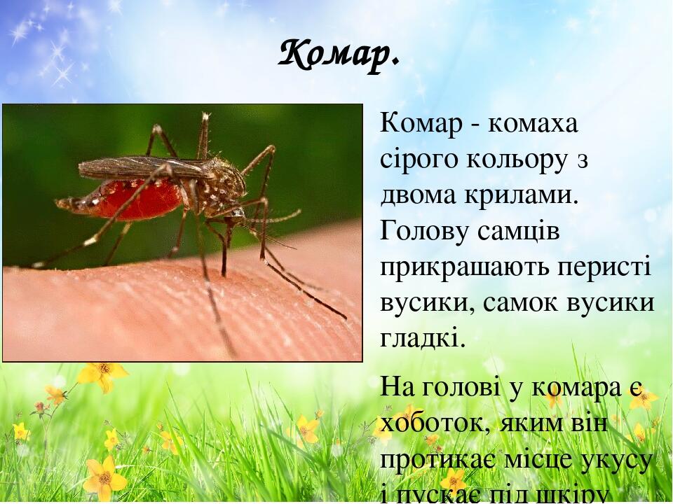 Презентация про комара