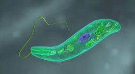 02009jxe-578d-265x145.png