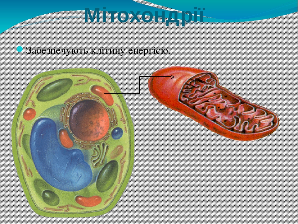 Загальний план будови клітини