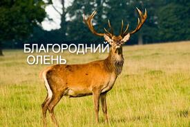 02009ln1-ad84-275x183.jpg