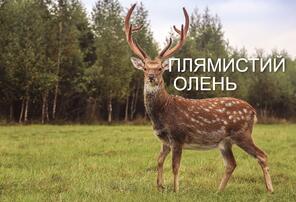 02009m40-ecd0-296x202.jpg
