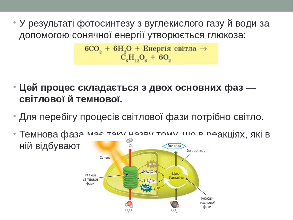 Схема фотосинтеза егэ 2023