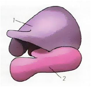 02009oqc-91dd.png