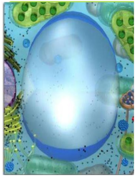 02009ora-03dc-135x176.png