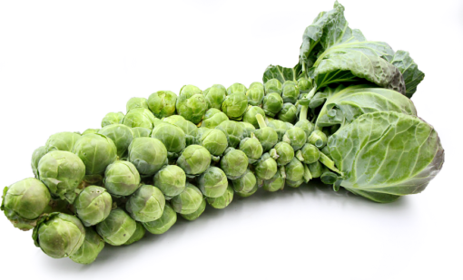 02009orh-9c1a.png