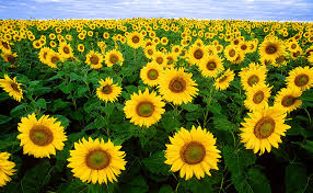 02009s6a-9904.png