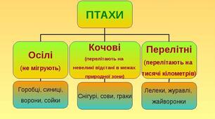 Перелітні, осілі, кочові птахи.