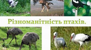 Різноманітність представників класу Птахів. Горобині птахи.