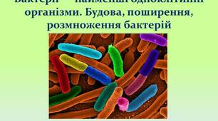 Бактерії