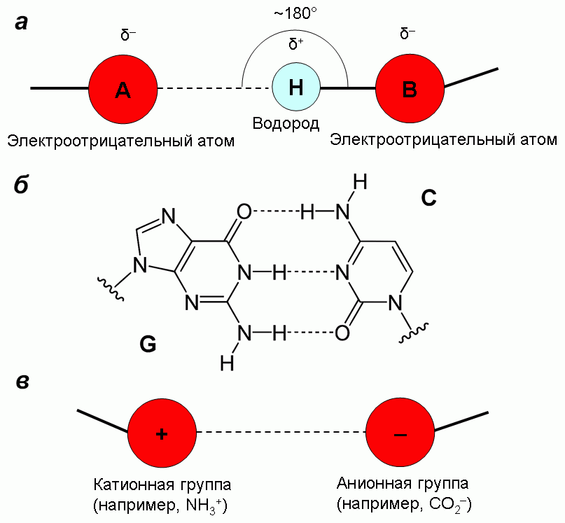 Схема молекулы водорода. Диполи воды водородные связи. Ионная водородная связь. Межцепочечные водородные связи. Водородные связи в ДНК.