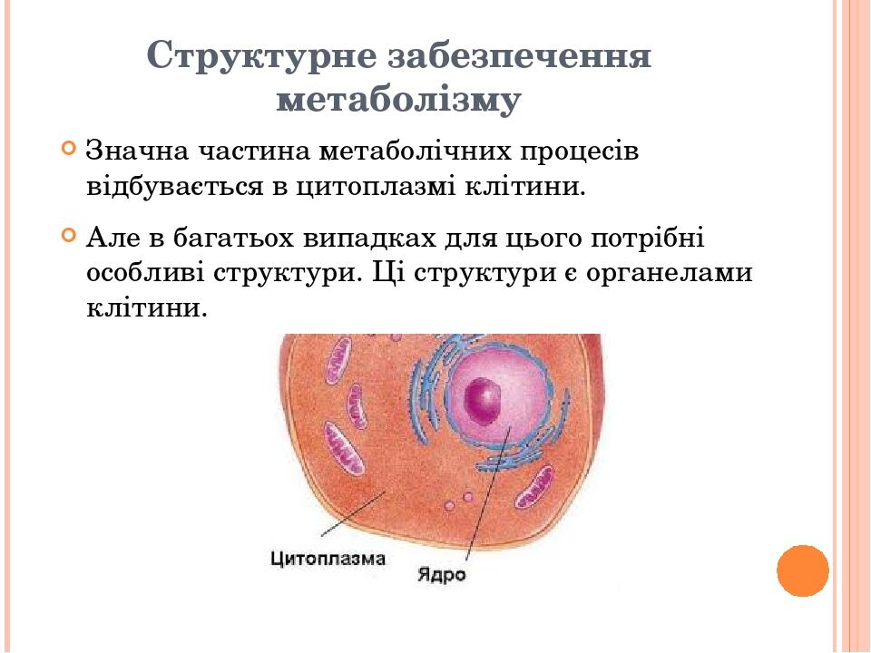 Структурне забезпечення метаболізму Значна частина метаболічних процесів відбувається в цитоплазмі клітини. Але в багатьох випадках для цього потрі...