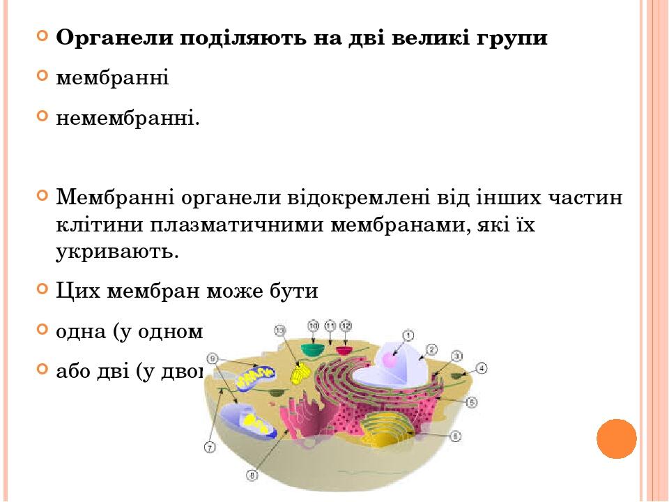Органели поділяють на дві великі групи мембранні немембранні. Мембранні органели відокремлені від інших частин клітини плазматичними мембранами, як...