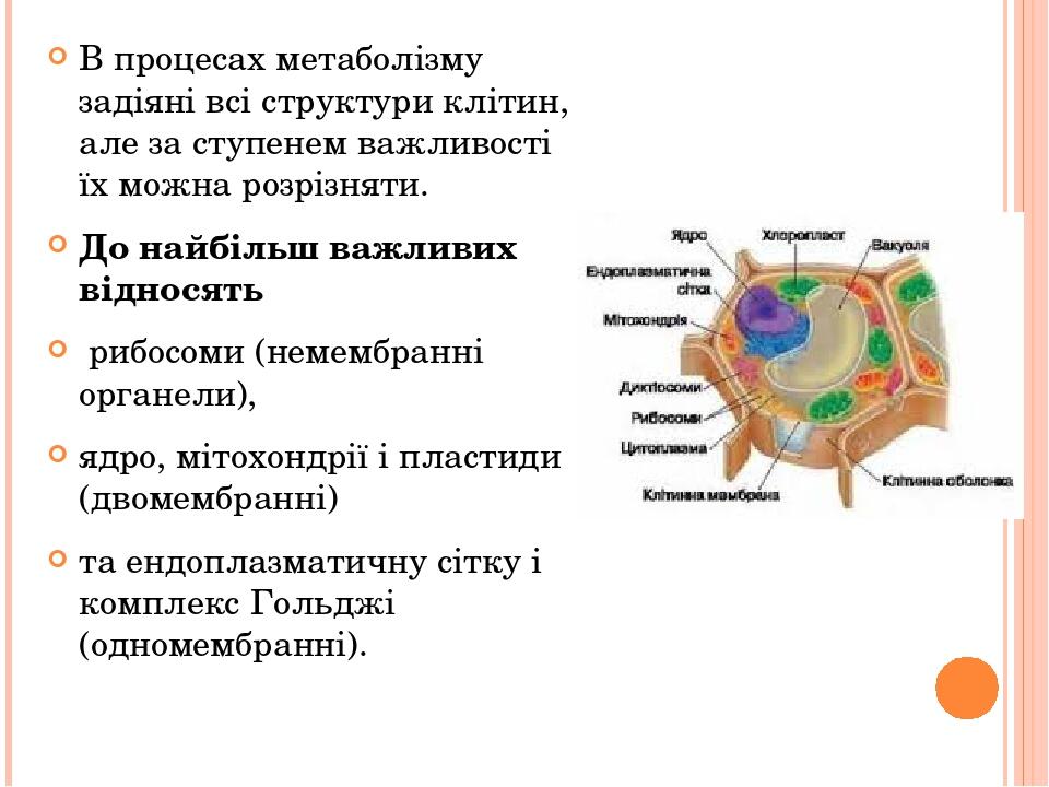 В процесах метаболізму задіяні всі структури клітин, але за ступенем важливості їх можна розрізняти. До найбільш важливих відносять рибосоми (немем...