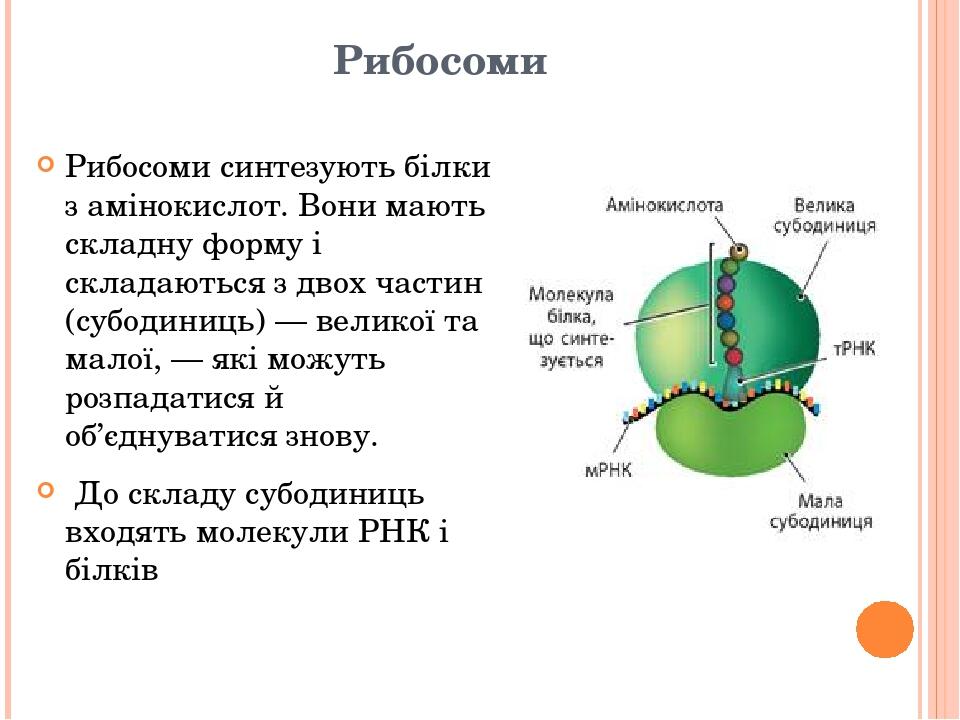 Рибосоми Рибосоми синтезують білки з амінокислот. Вони мають складну форму і складаються з двох частин (субодиниць) — великої та малої, — які можут...