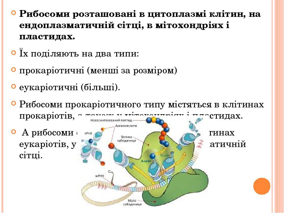 Рибосоми розташовані в цитоплазмі клітин, на ендоплазматичній сітці, в мітохондріях і пластидах. Їх поділяють на два типи: прокаріотичні (менші за ...
