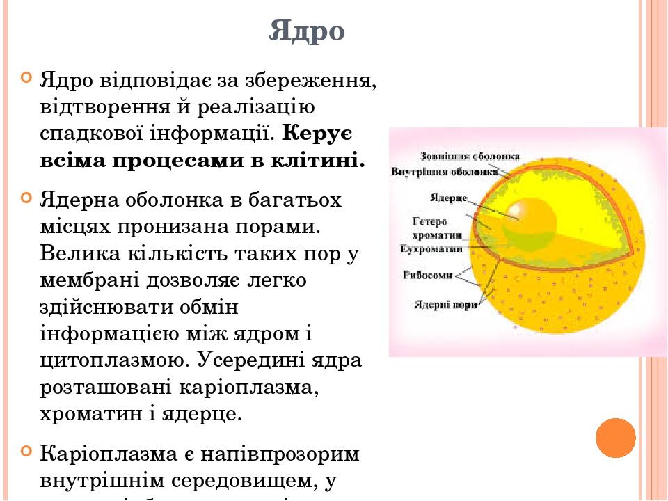 Ядро Ядро відповідає за збереження, відтворення й реалізацію спадкової інформації. Керує всіма процесами в клітині. Ядерна оболонка в багатьох місц...