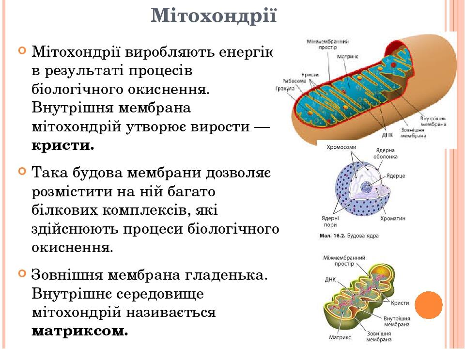 Мітохондрії Мітохондрії виробляють енергію в результаті процесів біологічного окиснення. Внутрішня мембрана мітохондрій утворює вирости — кристи. Т...
