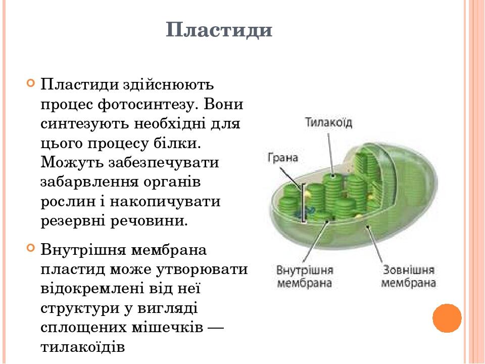 Пластиди Пластиди здійснюють процес фотосинтезу. Вони синтезують необхідні для цього процесу білки. Можуть забезпечувати забарвлення органів рослин...