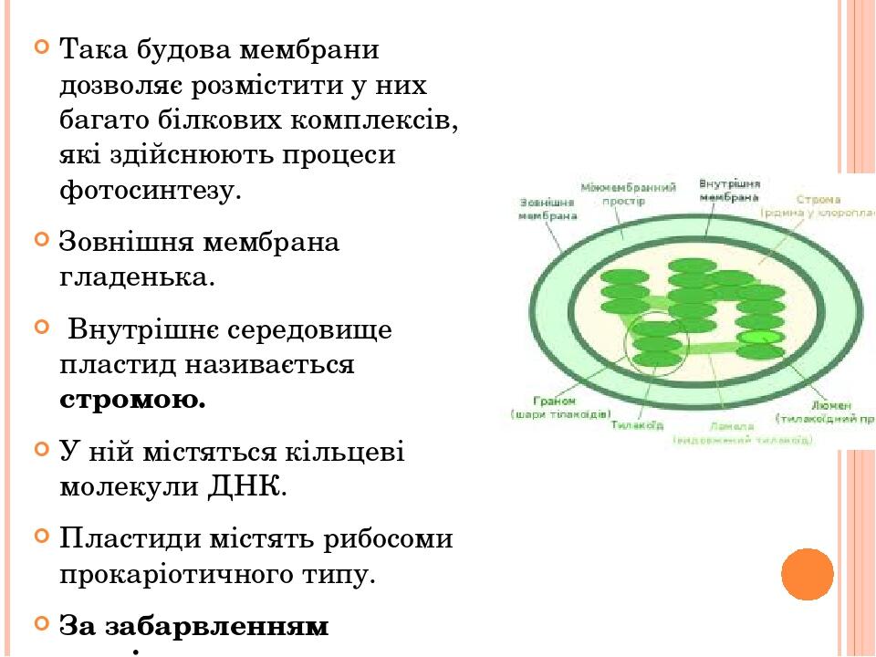 Така будова мембрани дозволяє розмістити у них багато білкових комплексів, які здійснюють процеси фотосинтезу. Зовнішня мембрана гладенька. Внутріш...
