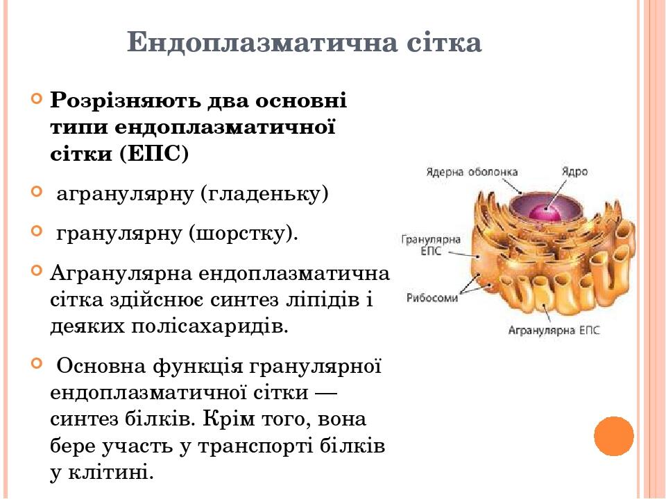 Ендоплазматична сітка Розрізняють два основні типи ендоплазматичної сітки (ЕПС) агранулярну (гладеньку) гранулярну (шорстку). Агранулярна ендоплазм...