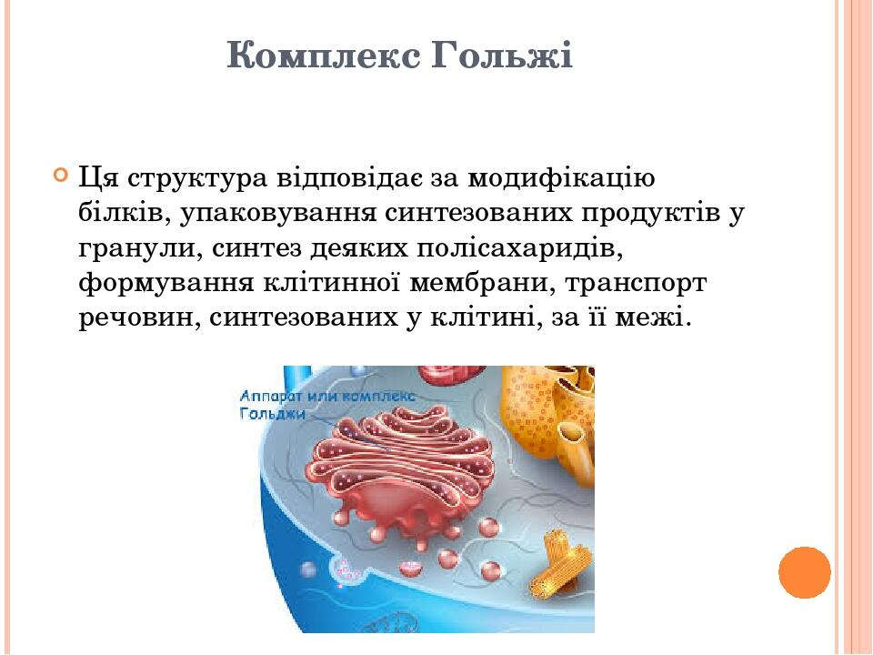 Комплекс Гольжі Ця структура відповідає за модифікацію білків, упаковування синтезованих продуктів у гранули, синтез деяких полісахаридів, формуван...