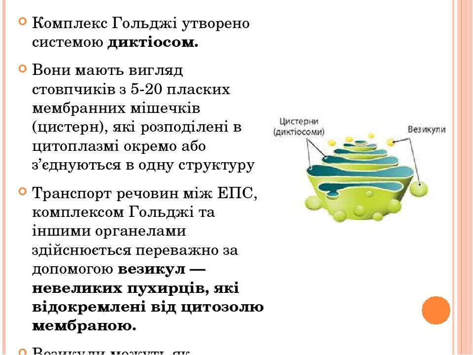 Комплекс Гольджі утворено системою диктіосом. Вони мають вигляд стовпчиків з 5-20 пласких мембранних мішечків (цистерн), які розподілені в цитоплаз...