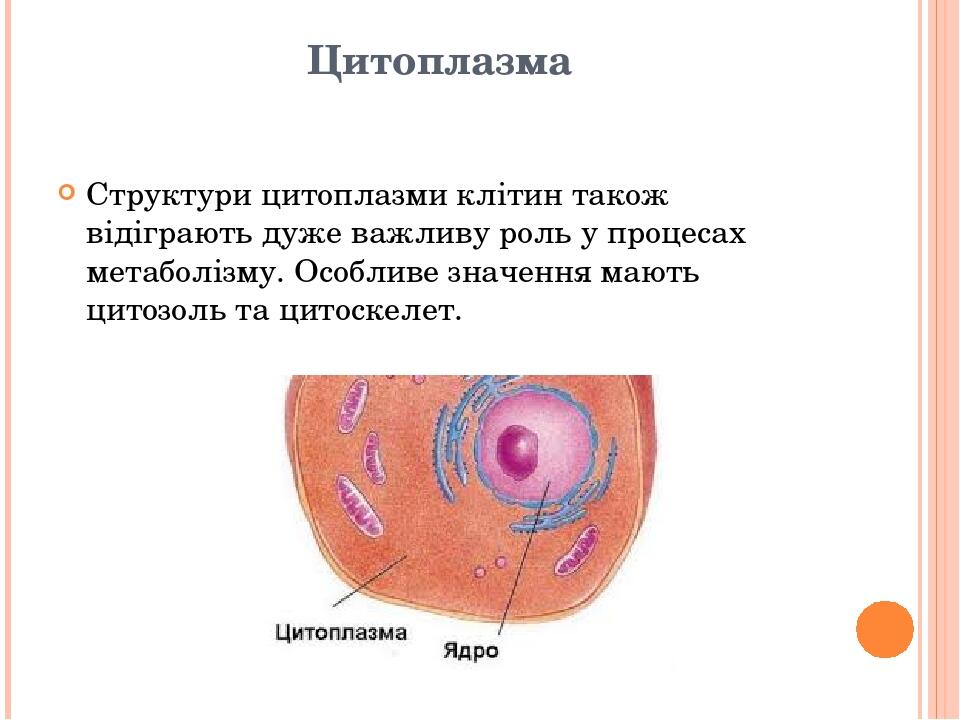 Цитоплазма Структури цитоплазми клітин також відіграють дуже важливу роль у процесах метаболізму. Особливе значення мають цитозоль та цитоскелет.