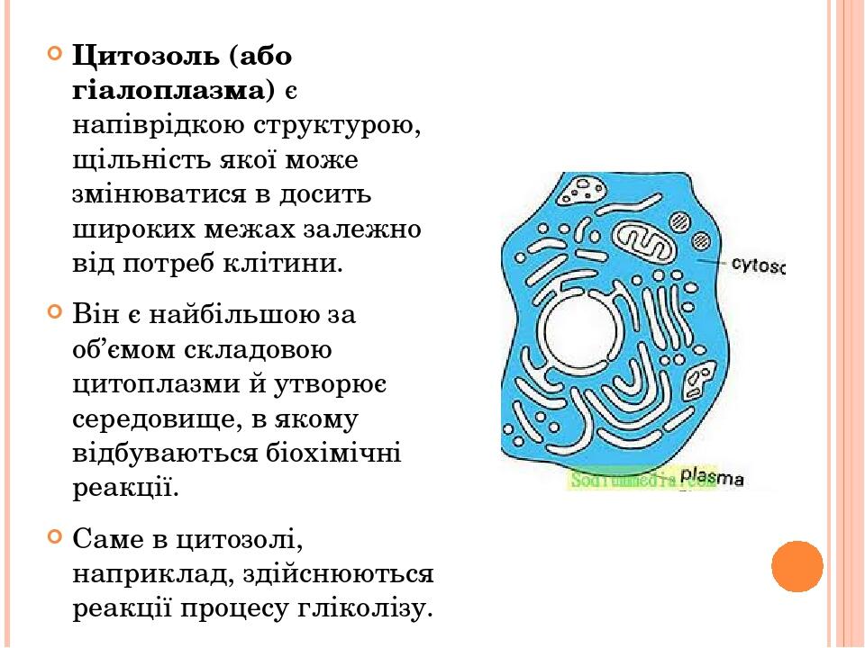 Цитозоль (або гіалоплазма) є напіврідкою структурою, щільність якої може змінюватися в досить широких межах залежно від потреб клітини. Він є найбі...