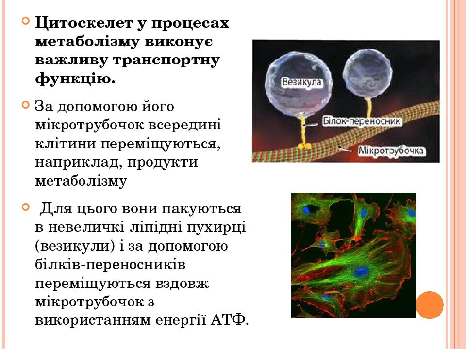 Цитоскелет у процесах метаболізму виконує важливу транспортну функцію. За допомогою його мікротрубочок всередині клітини переміщуються, наприклад, ...