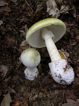 0200a0g7-17e5.jpg