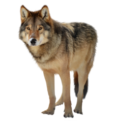 0200a73i-52b4-222x238.png