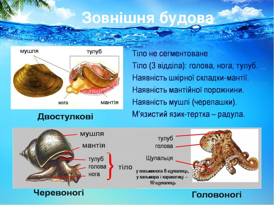 Зовнішня будова