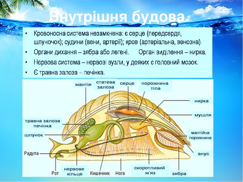 Внутрішня будова