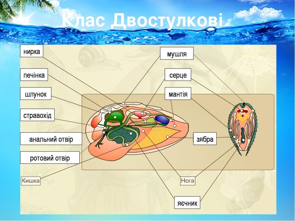Клас Двостулкові