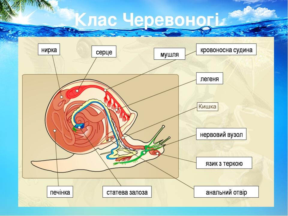 Клас Черевоногі