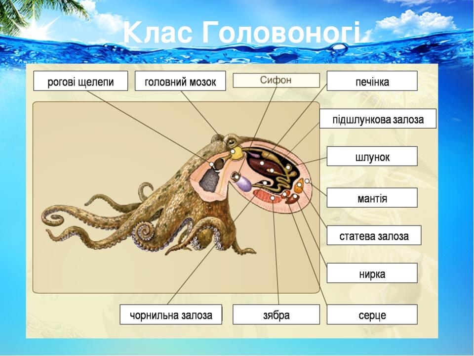 Клас Головоногі